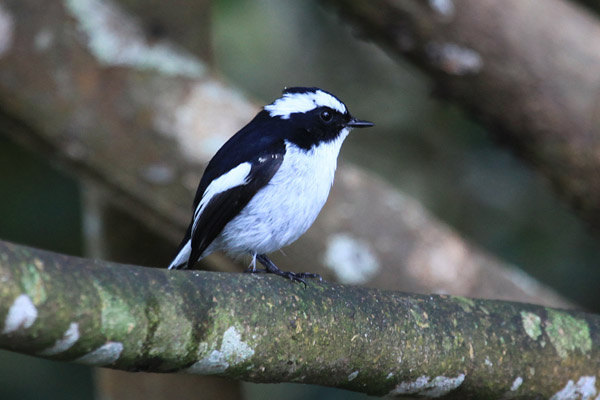 Litte Pied Flycatcher